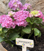 Hortensias
