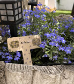 Lobelia