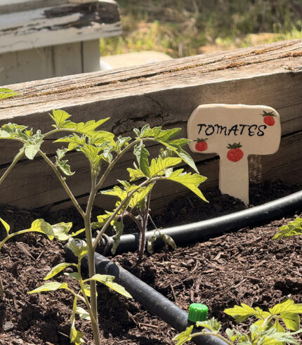 Tomates